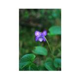 Essenze Floreali di Ricerca dell'Alaska: Alaska Violet (Viola langsdorfii)
