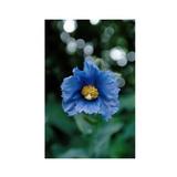 Essenze Floreali di Ricerca dell'Alaska: Blue Poppy (Meconopsis grandis)