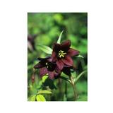 Essenze Floreali di Ricerca dell'Alaska: Chocolate Lily (Fritillary camschatcensis)