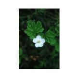 Essenze Floreali di Ricerca dell'Alaska: Cloudberry (Rubus chamaemorus)