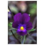 Fiori dell'Alaska BLUE ELF VIOLA (Viola sp.) essenze madri
