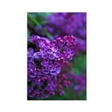 Essenze Floreali di Ricerca dell'Alaska: Lilac (Syringa vulgaris)