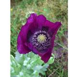 Essenze Floreali di Ricerca dell'Alaska: Purple Poppy (Papaver somniferum)