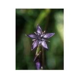 Essenze Floreali di Ricerca dell'Alaska: Star Gentian (Swertia perennis)