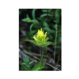 Essenze Floreali di Ricerca dell'Alaska: Yellow Paintbrush (Castilleja unalaschensis)