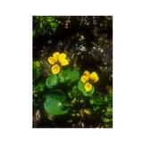 Essenze Floreali di Ricerca dell'Alaska: Yellow Violet (Viola biflora)